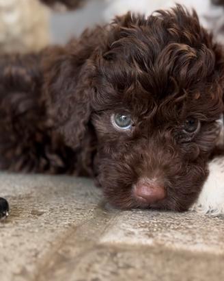Lagotto cuccioli 2 mesi