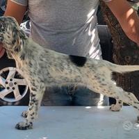 90 giorni setter inglese