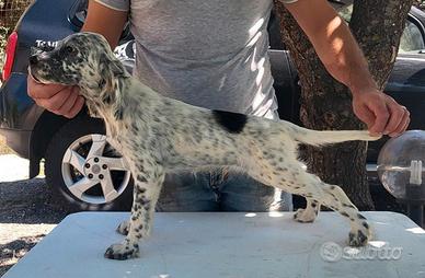 90 giorni setter inglese