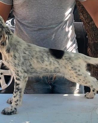 90 giorni setter inglese