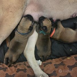 Cuccioli di bullmastiff