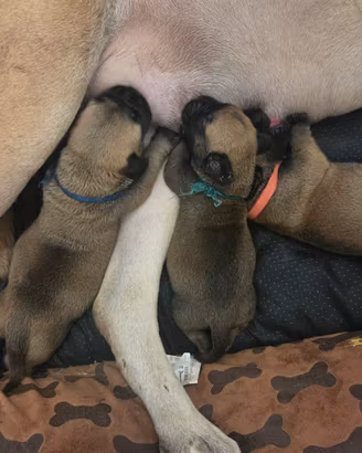 Cuccioli di bullmastiff