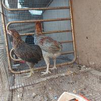 Coppia Araucana selvatica collo oro