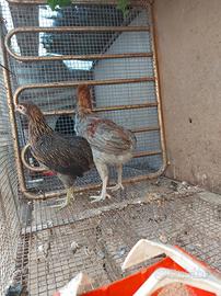 Coppia Araucana selvatica collo oro