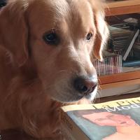 Golden retriever maschio per accoppiamento