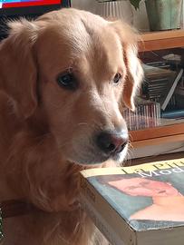 Golden retriever maschio per accoppiamento