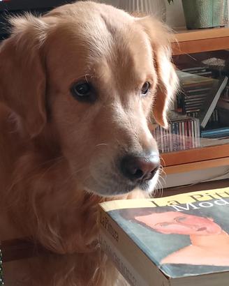 Golden retriever maschio per accoppiamento