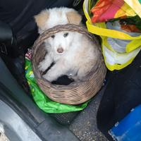 Cucciolo di maremmano