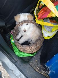 Cucciolo di maremmano