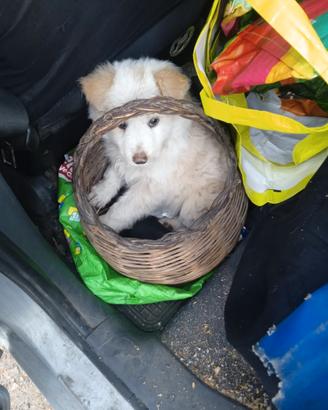 Cucciolo di maremmano