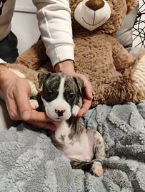 Cuccioli Amstaff