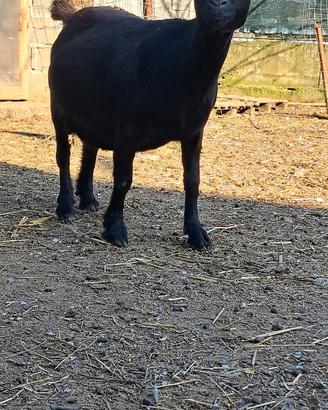 Caprette nane femmine con figli