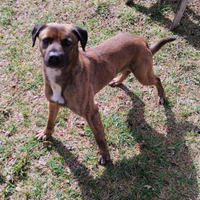 Cane meticcio tigrato maschio