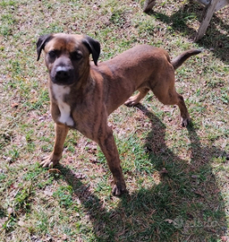 Cane meticcio tigrato maschio