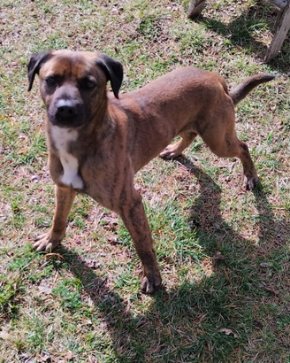 Cane meticcio tigrato maschio