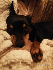 Pincher nano. per accoppiamento