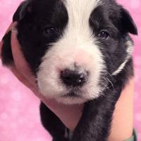 Annuncio BorderCollie