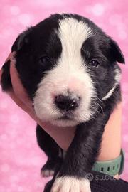 Annuncio BorderCollie