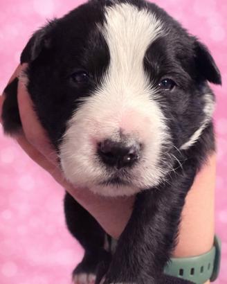 Annuncio BorderCollie