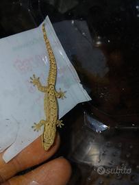 Baby Lepidodactylus lugubris