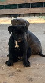 Cuccioli cane corso - Animali In vendita a Rovigo