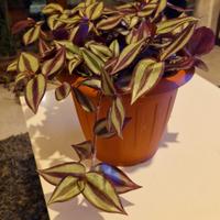 pianta di tradescantia zebrina