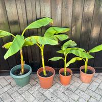 ULTIMISSIME piante di banano