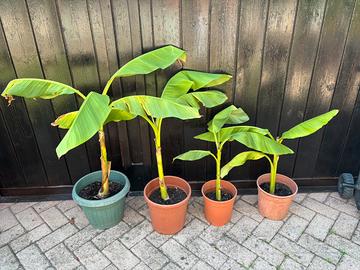 ULTIMISSIME piante di banano