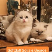 Cuccioli ragdoll disponibili