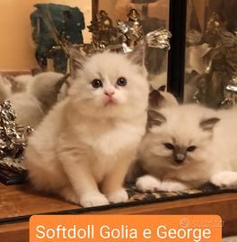 Cuccioli ragdoll disponibili