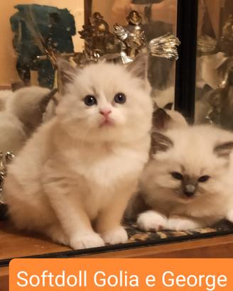Cuccioli ragdoll disponibili