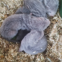 Furetti cuccioli prenotabili