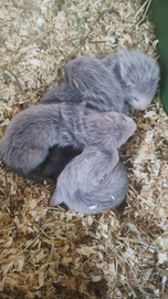 Furetti cuccioli prenotabili