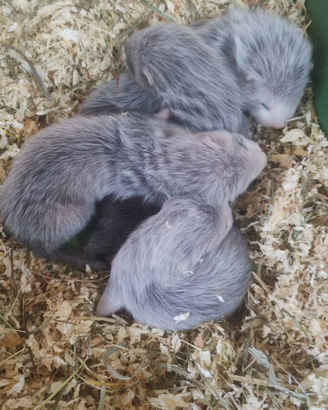 Furetti cuccioli prenotabili