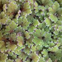 Azolla caroliniana (pianta acquatica gallegiante)