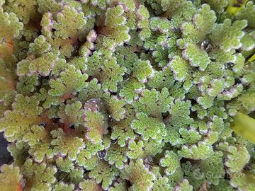 Azolla caroliniana (pianta acquatica gallegiante)