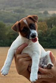 Cucciolo dì jack Russell
