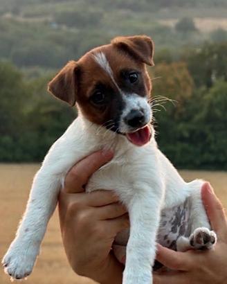Cucciolo dì jack Russell