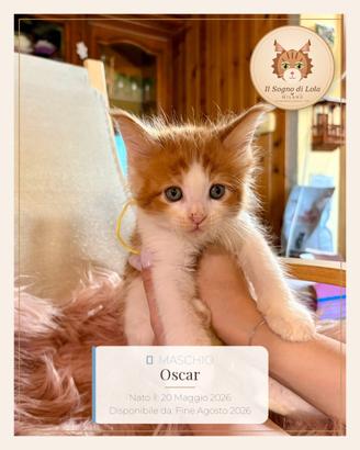 Cuccioli Maine Coon ANFI - Il Sogno di Lola
