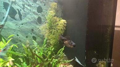Oranda