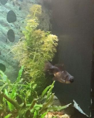 Oranda