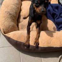 Pinscher cuccioli