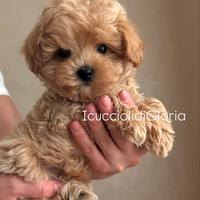 Maltipoo femmina esclusiva