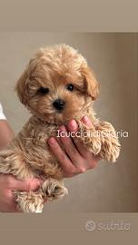 Maltipoo femmina esclusiva