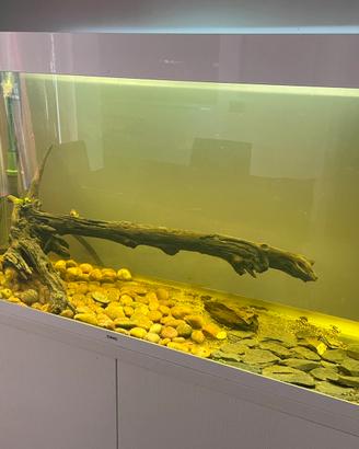 Acquario 240 litri