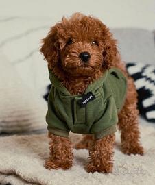 BARBONCINO TOY & NANO ROSSI -BARBONCINI NANI puppy