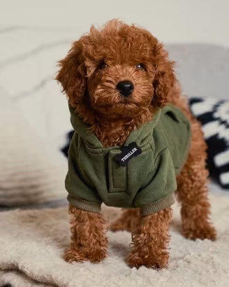 BARBONCINO TOY & NANO ROSSI -BARBONCINI NANI puppy