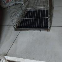 Accessori cane