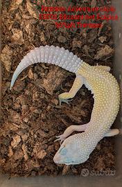 Geco leopardino Blizzard