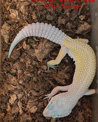 Geco leopardino Blizzard